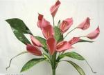 Buchet de 9 cale roz