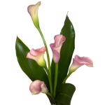 Buchet de 5 cale roz