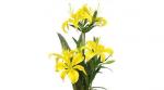 Buchet de 5 crini galbeni