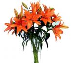 Buchet de 11 crini portocalii