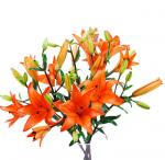 Buchet de 5 crini portocalii