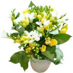 Buchet de 31 frezii galbene