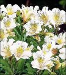 Buchet de 11 alstroemeria albe