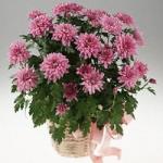Buchet de 25 crizanteme roz