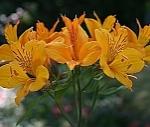 Buchet de 7 alstroemeria galbene