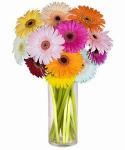 Buchet de 15 gerbera multicolore