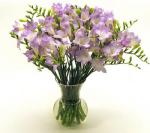 Buchet de 31 frezii mov