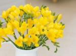 Buchet de 35 frezii galbene