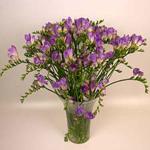Buchet de 35 frezii mov