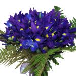 Buchet de 55 irisi mov