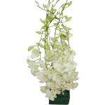 Buchet de 7 orhidee dendrobium albe