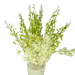 Buchet de 25 orhidee dendrobium albe