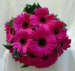 Buchet nasa de 15 gerbera roz
