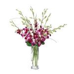 Buchet de 11 orhidee dendrobium mov