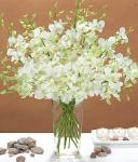 Buchet de 21 orhidee dendrobium albe