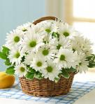 Buchet de 17 crizanteme albe