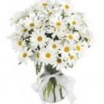 Buchet de 21 crizanteme albe