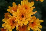Buchet de 21 crizanteme galbene