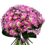Buchet de 23 crizanteme roz