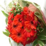 Buchet de 17 gerbera rosii