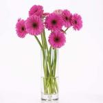 Buchet de 23 gerbera roz