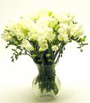 Buchet de 41 frezii albe