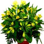 Buchet de 19 alstroemeria galbene