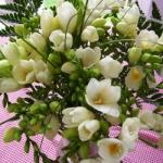 Buchet de 15 frezii albe