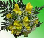 Buchet de 15 frezii galbene