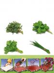 Set 4 covorase cu plante aromatice