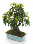 Bonsai Ficus