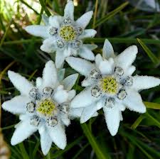 Seminte Profesionale Leontopodium Alpinum Floare De Colt